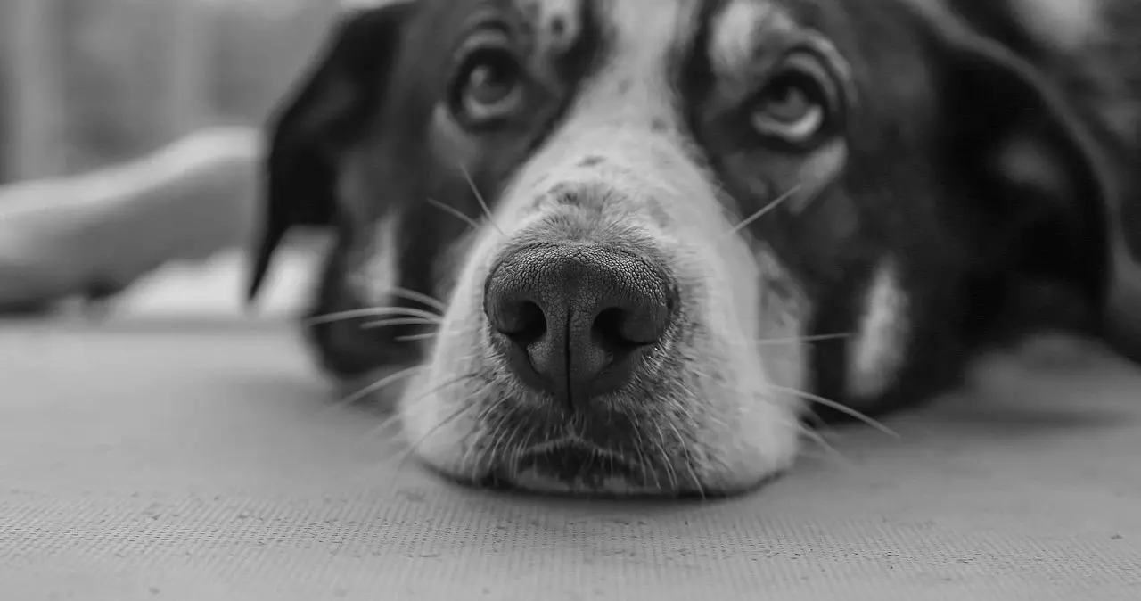 西檬之家-大圈是什么意思？BDSM新人的核心入门指南
